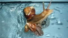 Ako kŕmenie slimákov ahatin doma